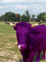 innovacion purple cow